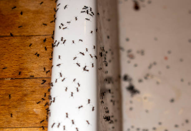 Best Mosquito Control Services  in Mexia, TX