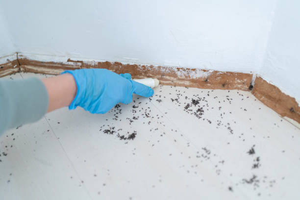 Trusted Mexia, TX Pest Control Experts